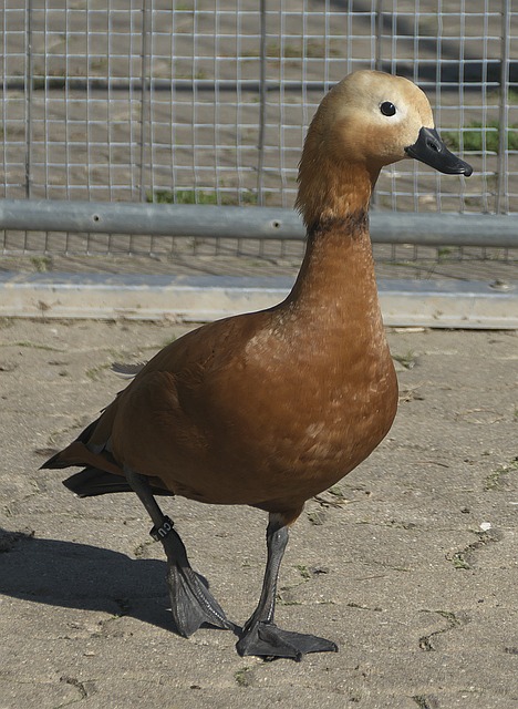 安排在替补
